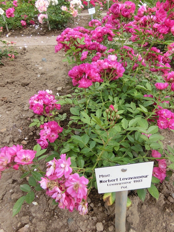 'Madame Norbert Levavasseur' rose photo