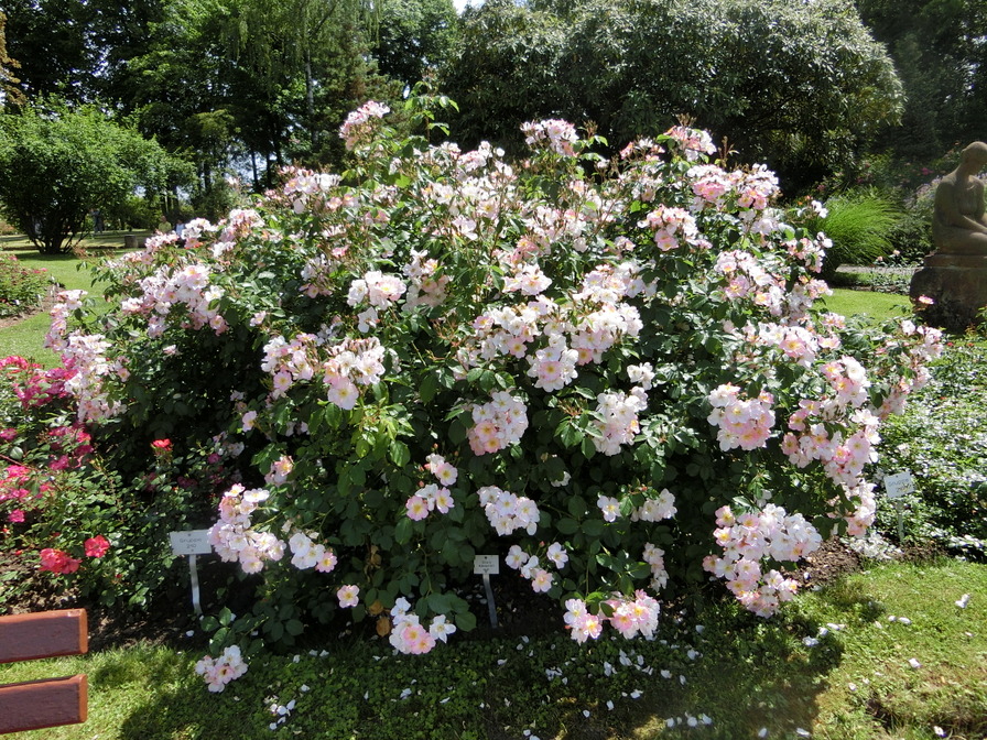 'Smarty ® (shrub, Ilsink 1977)' rose photo