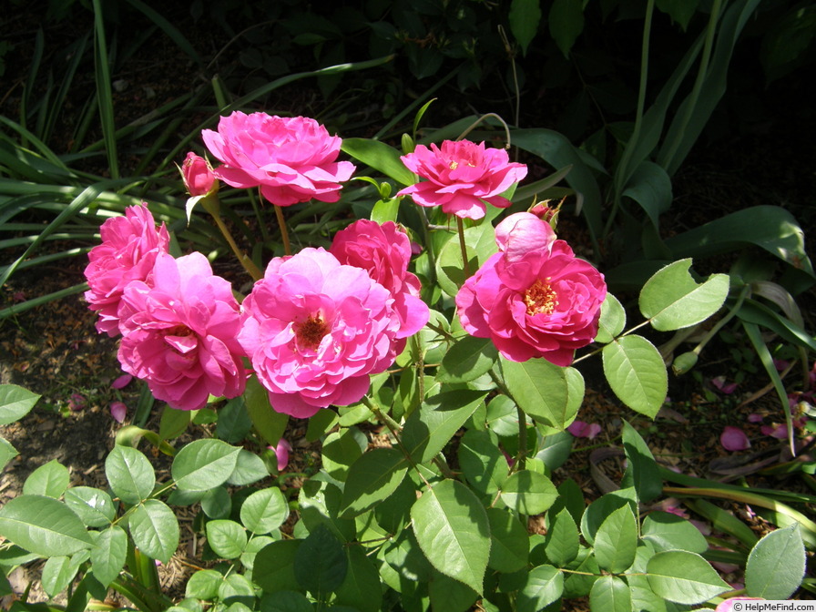 'Wise Portia' rose photo