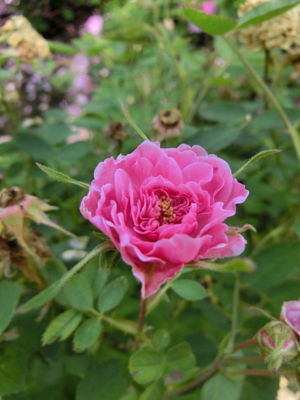 'Pompon de Bourgogne' rose photo