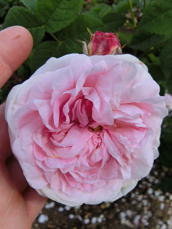 'Félicité Bohan' rose photo