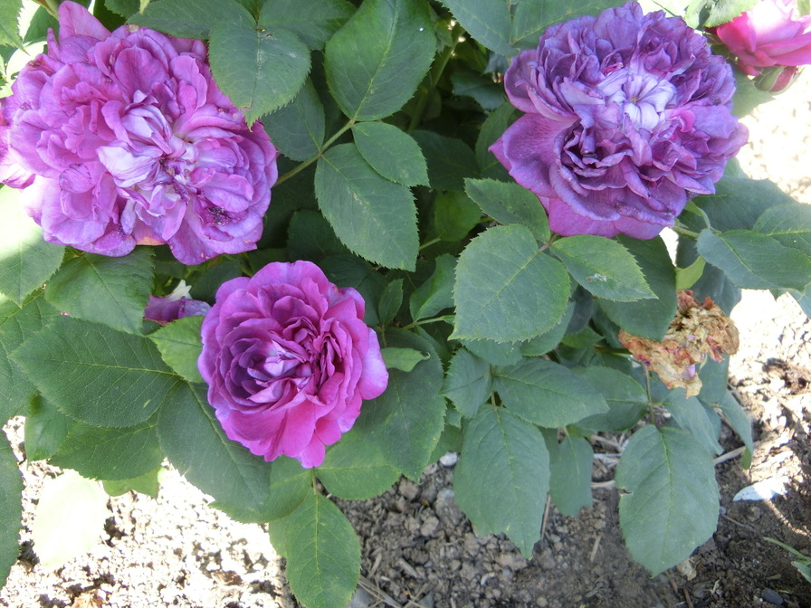 'Genéral Stefánik' rose photo