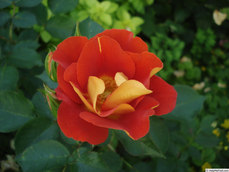 'Bright and Breezy' rose photo