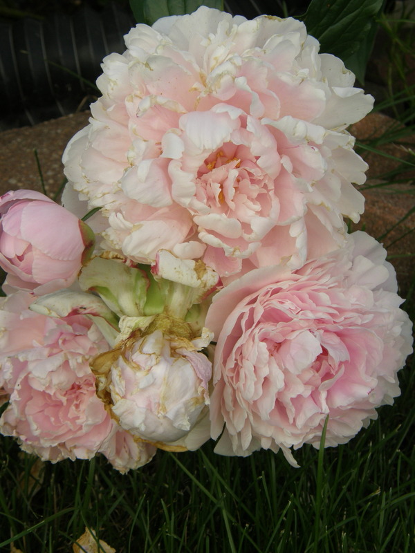 'Alkaline clay StrawChicago zone 5'  photo