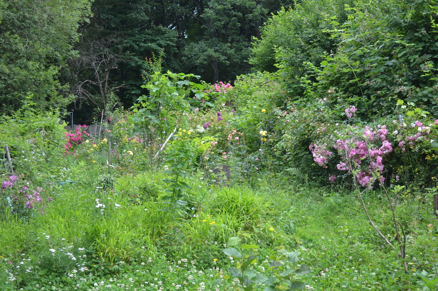 'Janine's Rose Garden'  photo