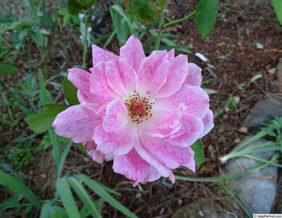 'Freckles' rose photo