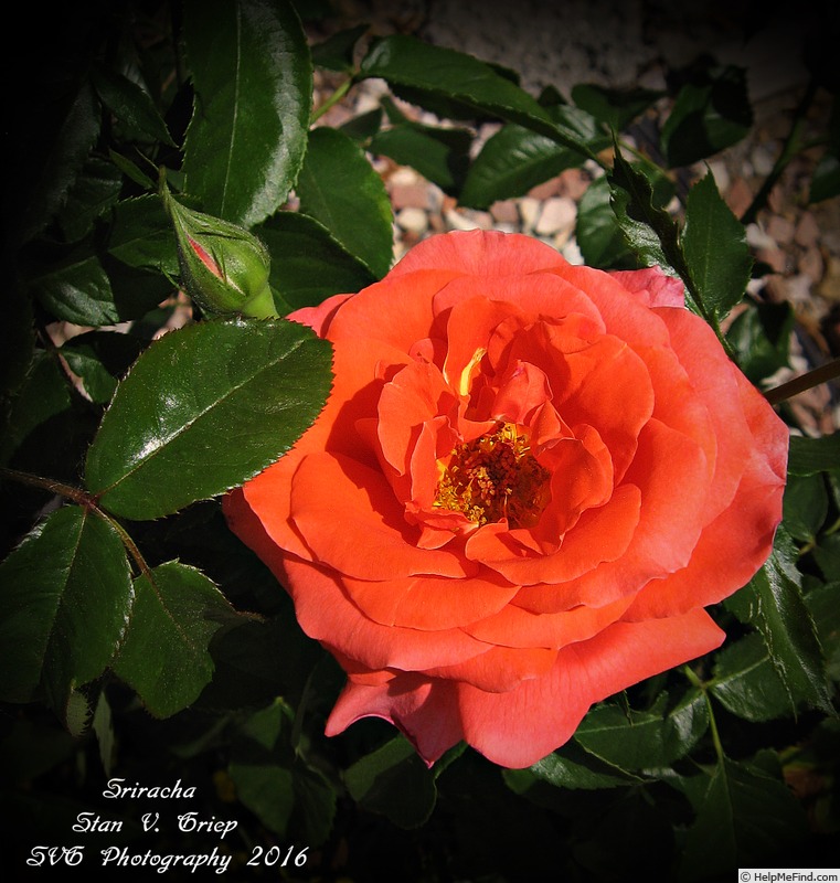 'Sriracha ™' rose photo