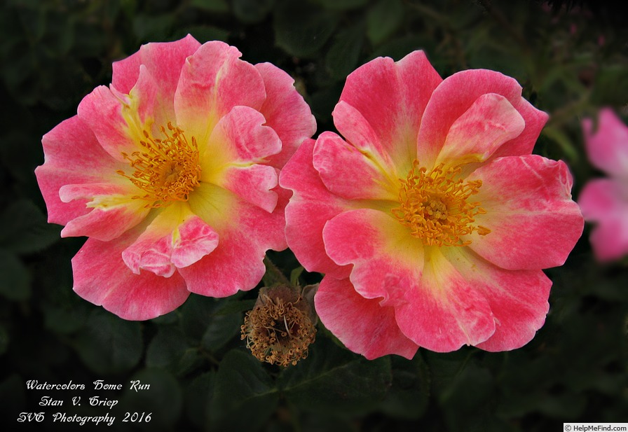 'Watercolors Home Run' rose photo