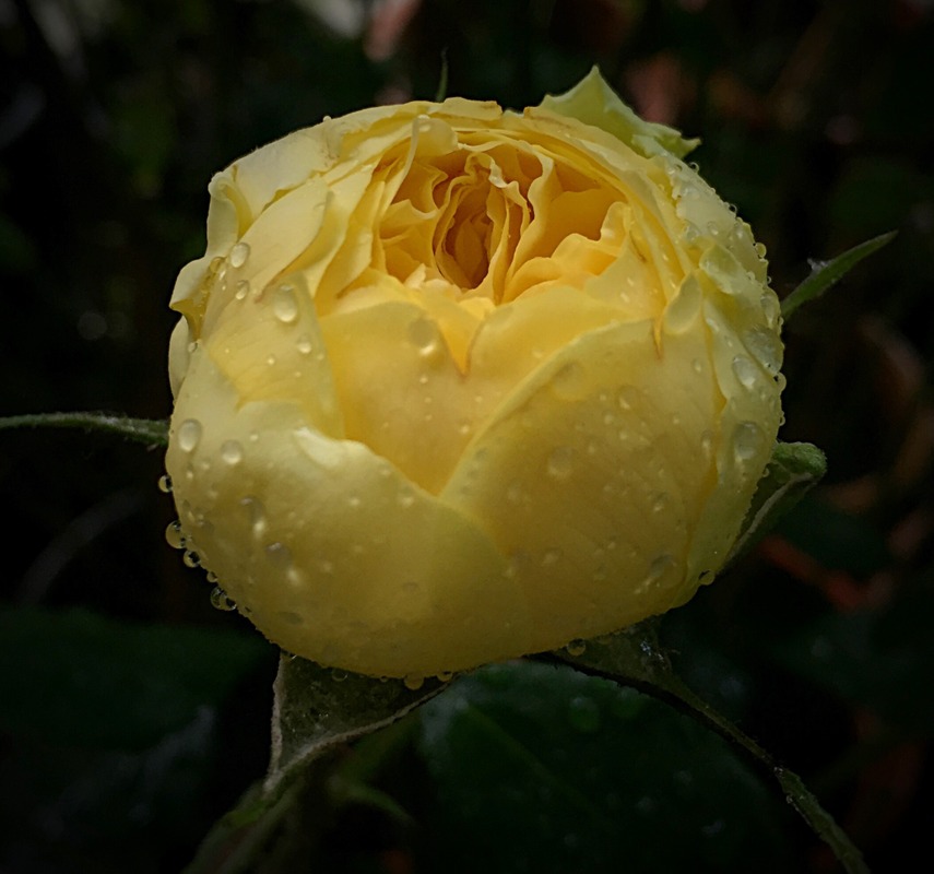 'Summer Gold ™' rose photo