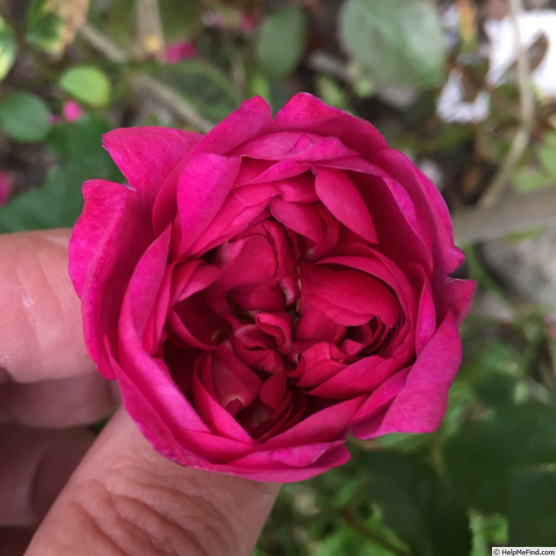 'RedBluOP1' rose photo