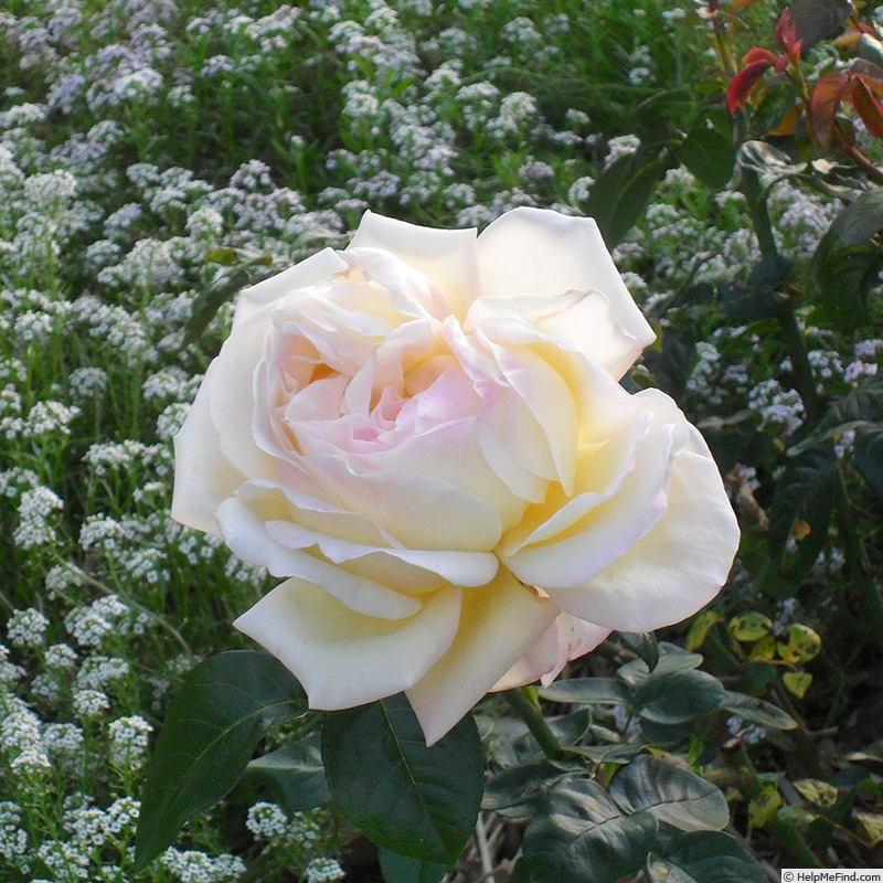 'Peace (hybrid tea, Meilland 1935)' rose, click to enlarge 'Peace (hybrid tea, Meilland 1935)' rose photo