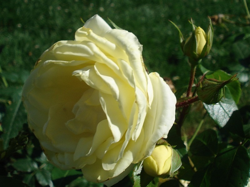 'Limona ® (hybrid tea, Kordes, 2005/16)' rose photo