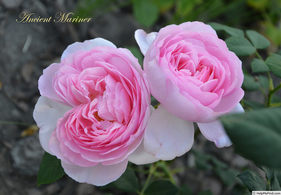 'The Ancient Mariner' rose photo