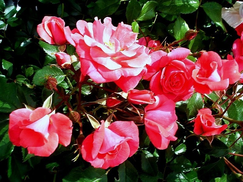 'Bonapart' rose photo