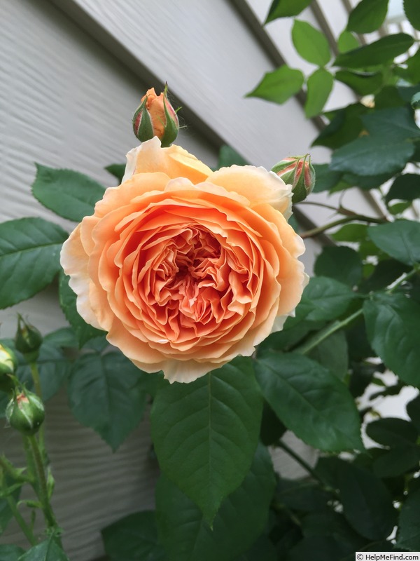 'Crown Princess Margareta ®' rose photo