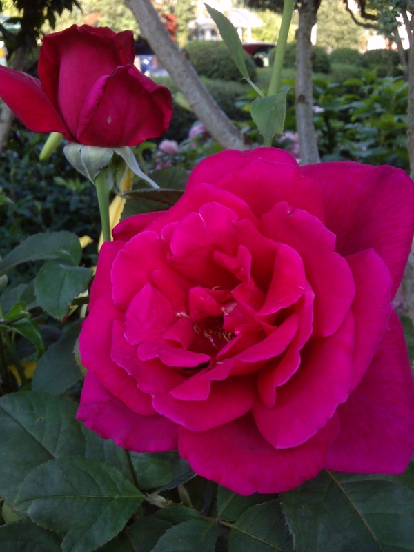 'The Old-Fashioned Rose' rose photo