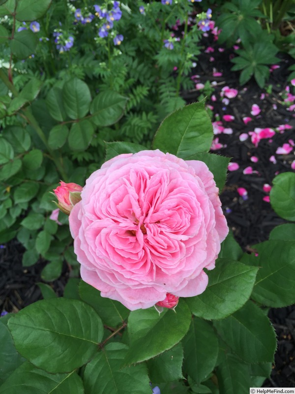 'Summer Romance ®' rose photo