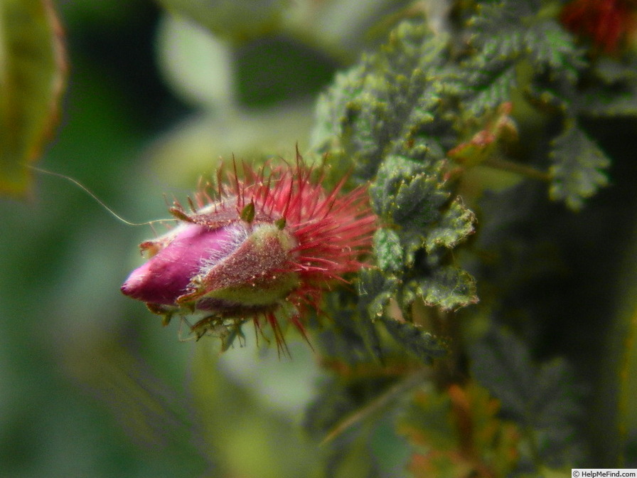 'R. minutifolia' rose photo