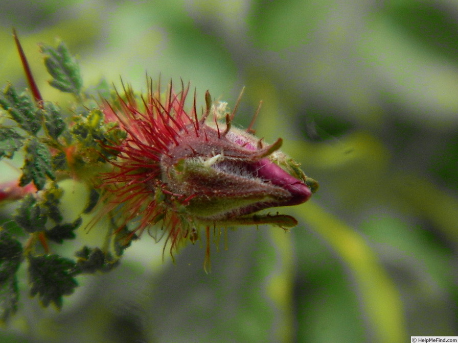 'R. minutifolia' rose photo