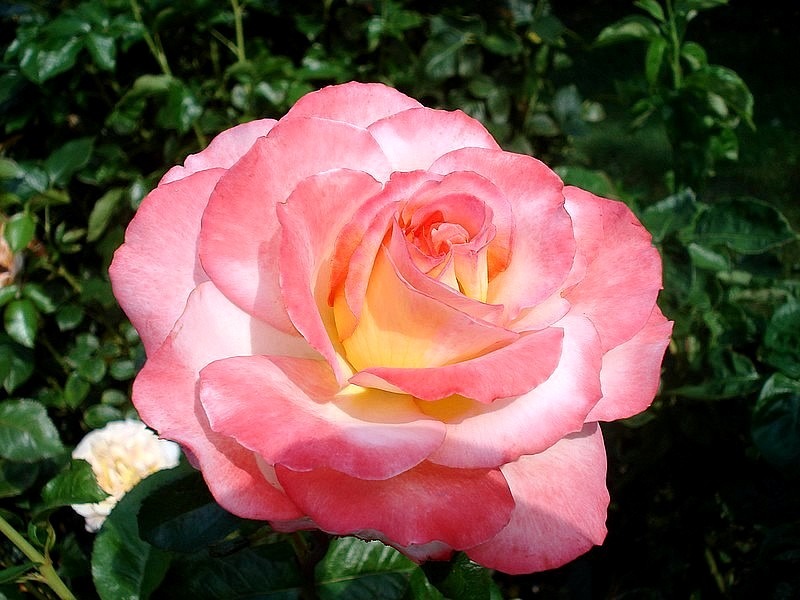 'Pierre Tchernia ®' rose photo