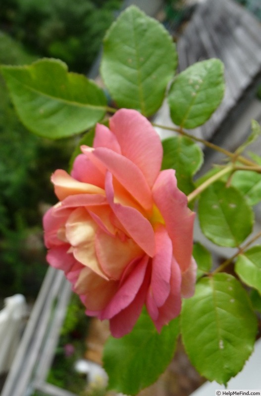 'Roseneck' rose photo