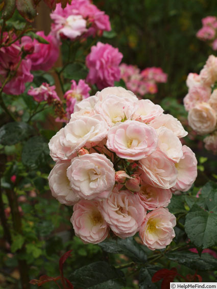 'Bouquet Parfait ® (Hybrid Musk, Lens, 1989)' rose photo
