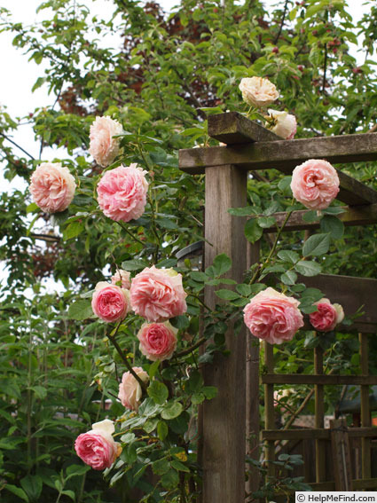 'Eden Climber ™' rose photo