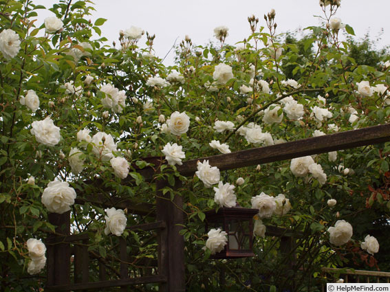 'Iceberg, Cl.' rose, click to enlarge 'Iceberg, Cl.' rose photo