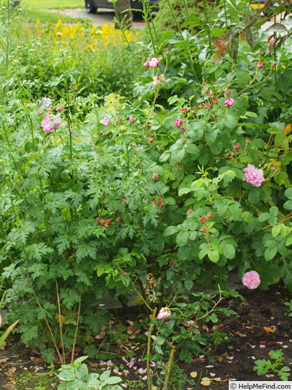 'Pink Léda' rose photo