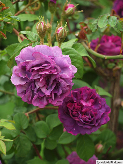 'William Lobb (Moss, Laffay, 1855)' rose photo