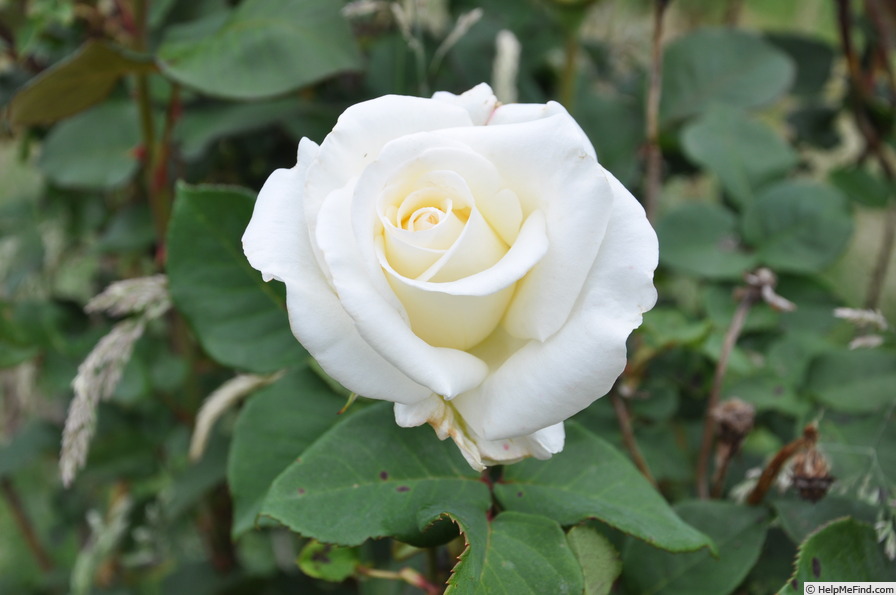 'Fintona' rose photo