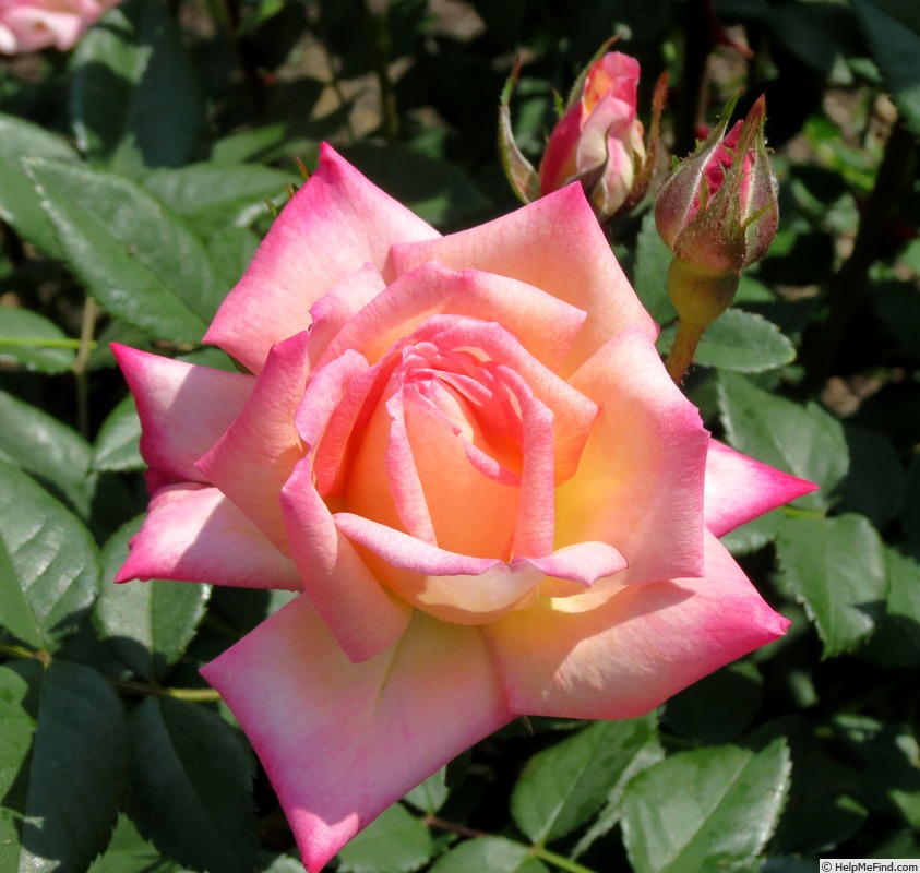 'Peppermint Pop' rose photo