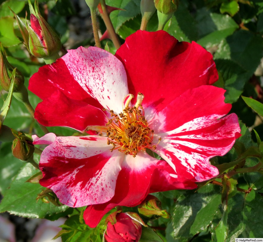'Climbing Fourth Of July' rose photo