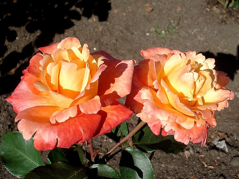 'Prince Rainier III ®' rose photo