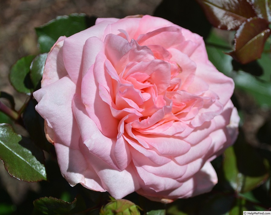 'Savannah ™ (hybrid tea, Kordes, 2013)' rose photo
