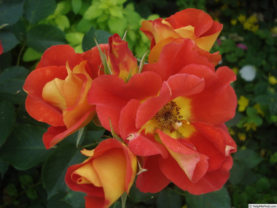 'Bright and Breezy' rose photo