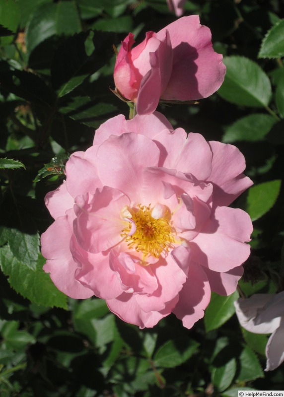 'Summer Waltz' rose photo