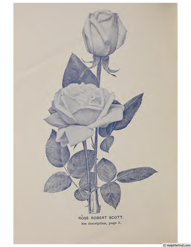'Robert Scott' rose photo