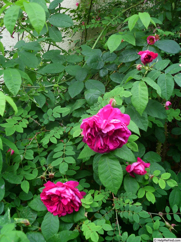 'Lord Scarman' rose photo