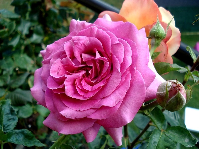 'Chartreuse de Parme' rose, click to enlarge 'Chartreuse de Parme' rose photo