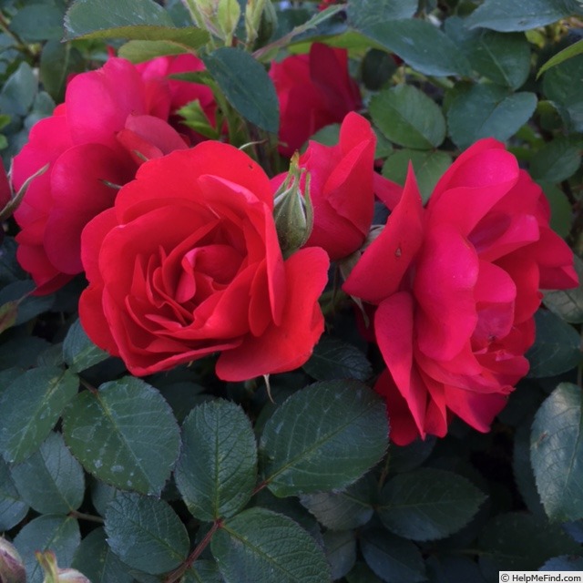 'Hansaland ®' rose photo