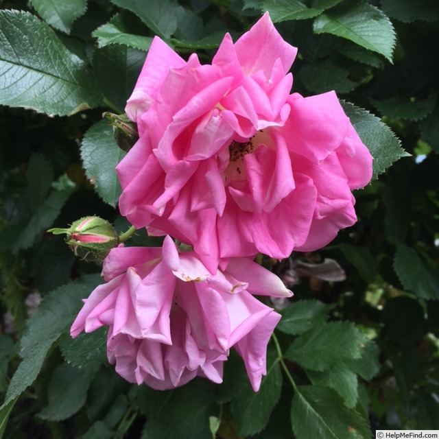 'Turbo ™' rose photo