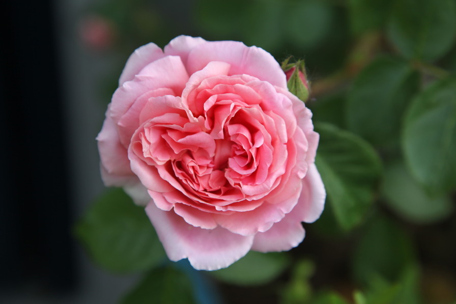 'Hanka (moss, Scarman 2007)' rose photo