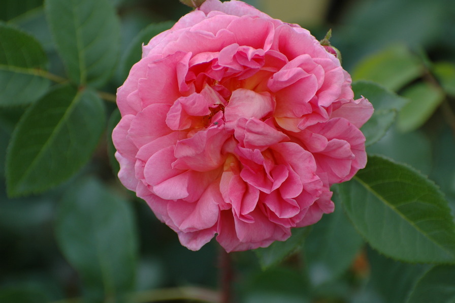 'Hanka (moss, Scarman 2007)' rose photo