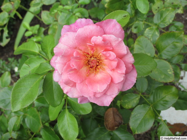 'Smooth Lady' rose photo