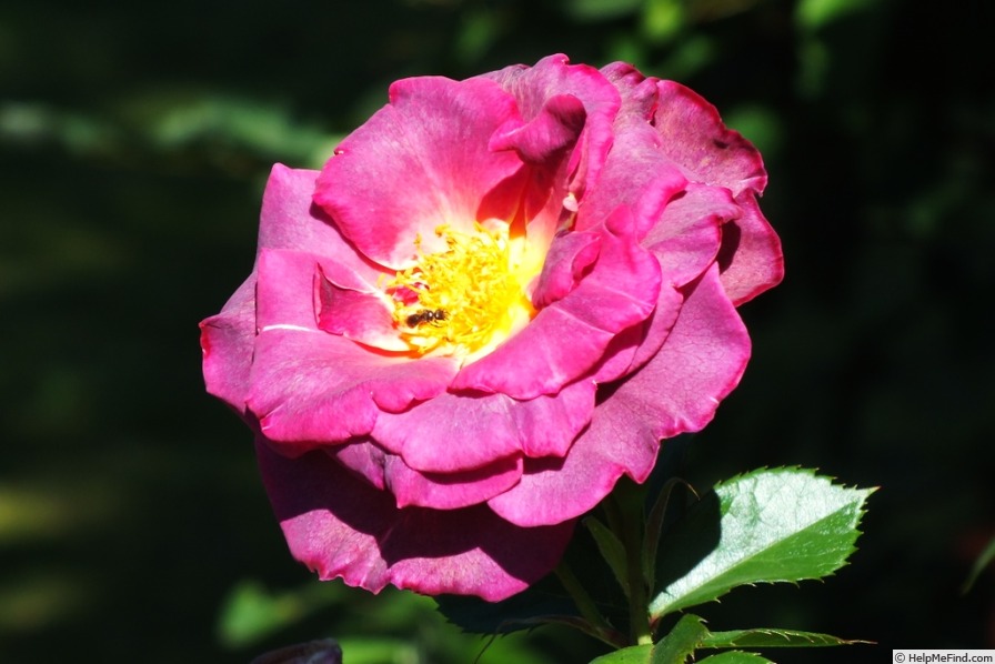 'Blauwe Stad' rose photo