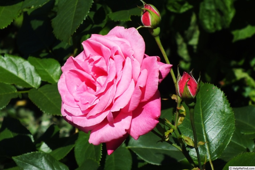 'Carina (hybrid tea, Meilland, 1963)' rose photo