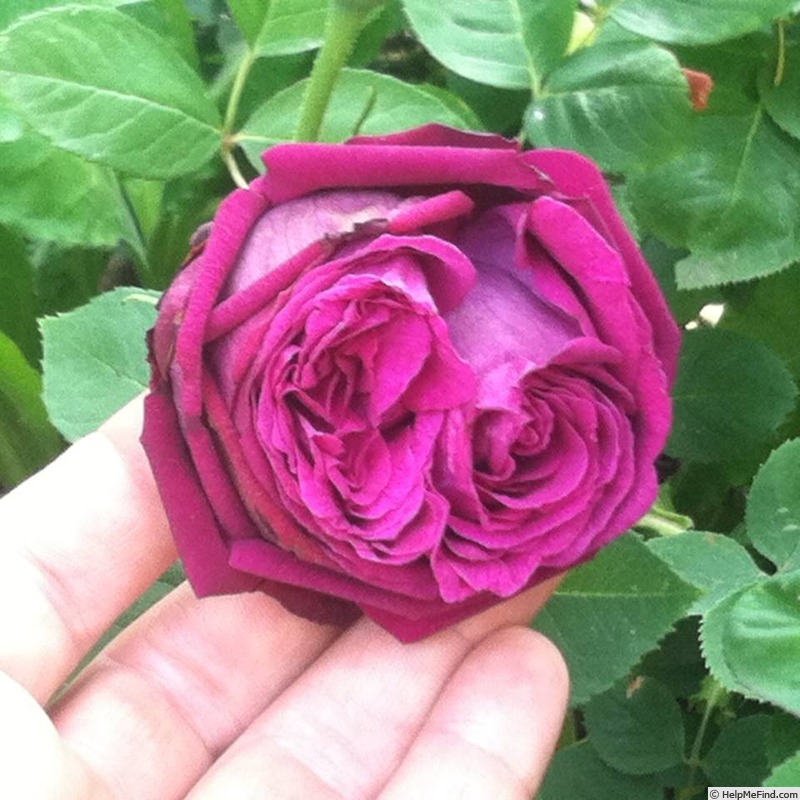 'Pierre Notting' rose photo