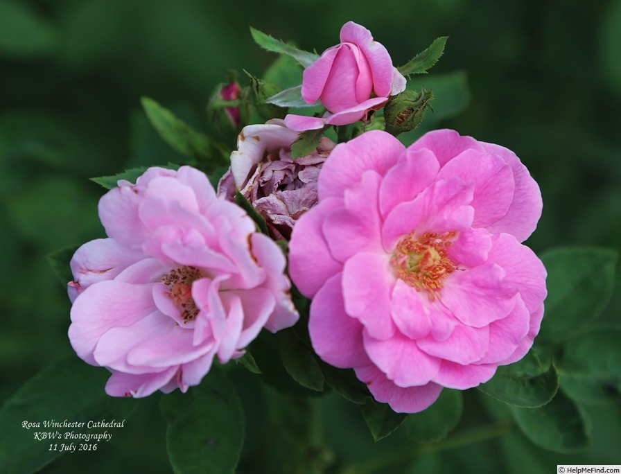 'Winchester Cathedral ®' rose photo