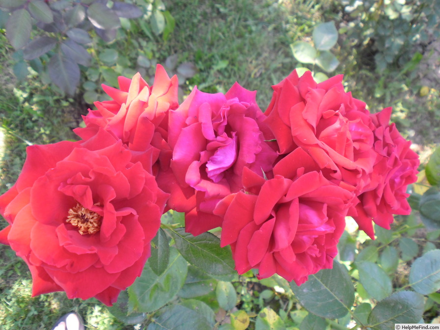 'Ingrid Bergman ®' rose photo